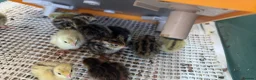 Quail poultry for sale: Coturnix quail chics - Advert 5