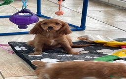 Cavalier King Charles Spaniel dogs for sale: Stunning girls and boys - Image 6
