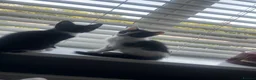Mixed Breed cats for sale: Adorable kittens 🐈‍⬛  - Advert 4
