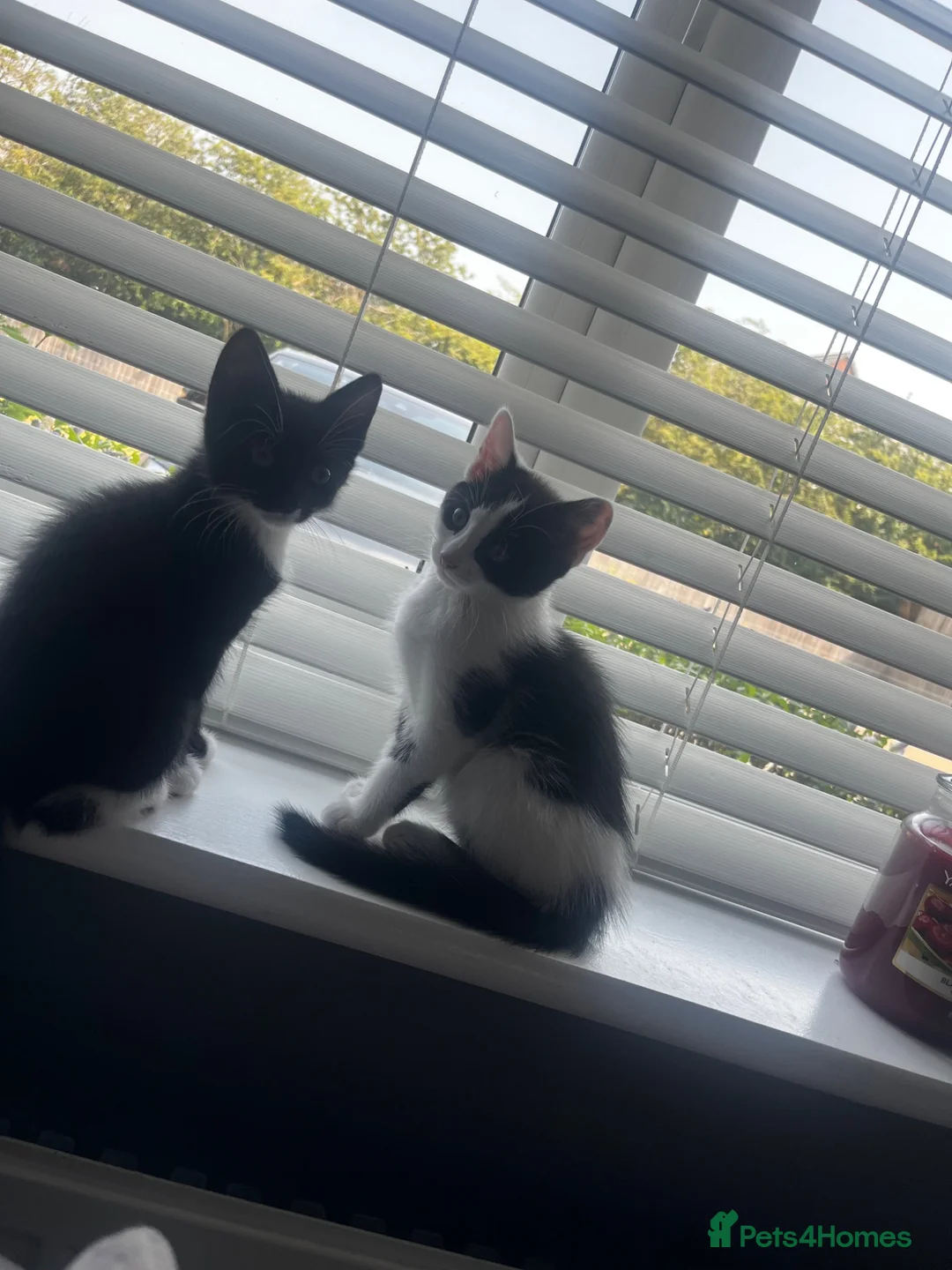 Mixed Breed cats for sale: Adorable kittens 🐈‍⬛  - Advert 4