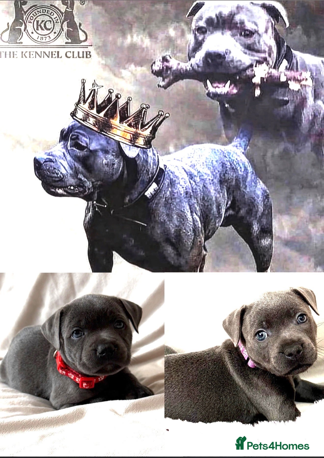 Staffordshire Bull Terrier dogs KC REG BLUE KING FURY PUPS *ONLY 2 AVAILABLE* - Advert 1