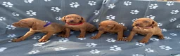 Hungarian Vizsla dogs for sale: Beautiful KC Reg Hungarian Vizsla Puppies - Advert 5