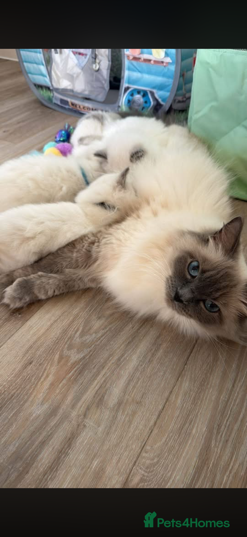 Ragdoll cats Stunning Champion Bloodline GCCF Kittens - Advert 1