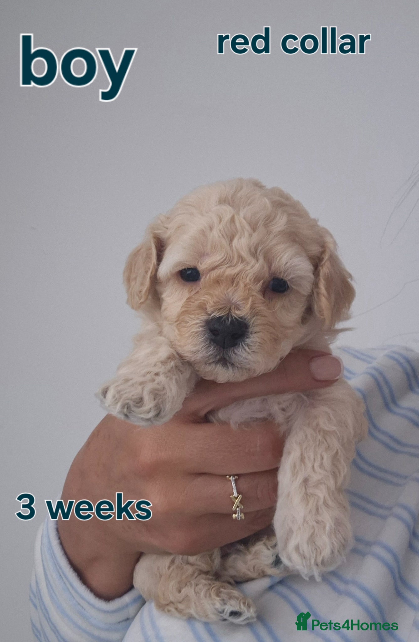 Poochon dogs Poochon - Advert 2