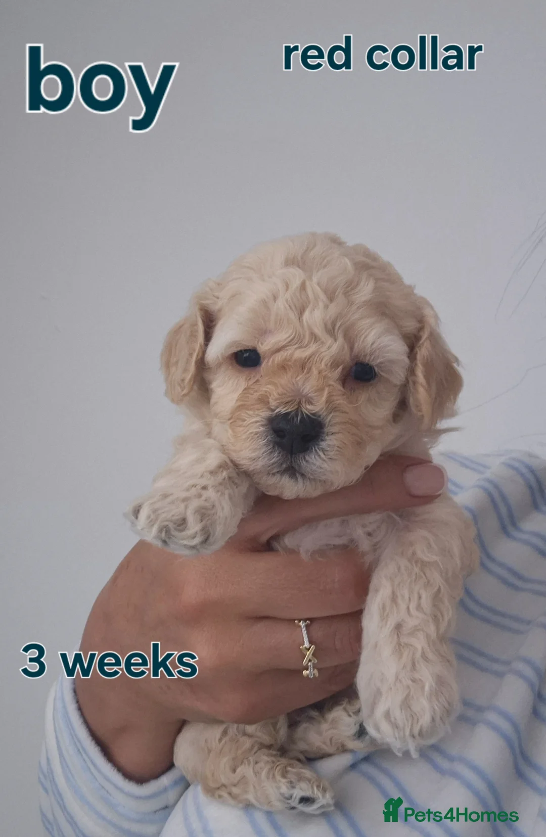 Poochon dogs for sale: Poochon in Liverpool - Advert 2