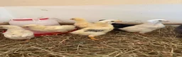 Chickens poultry for sale: Hybrid hens  - Advert 4