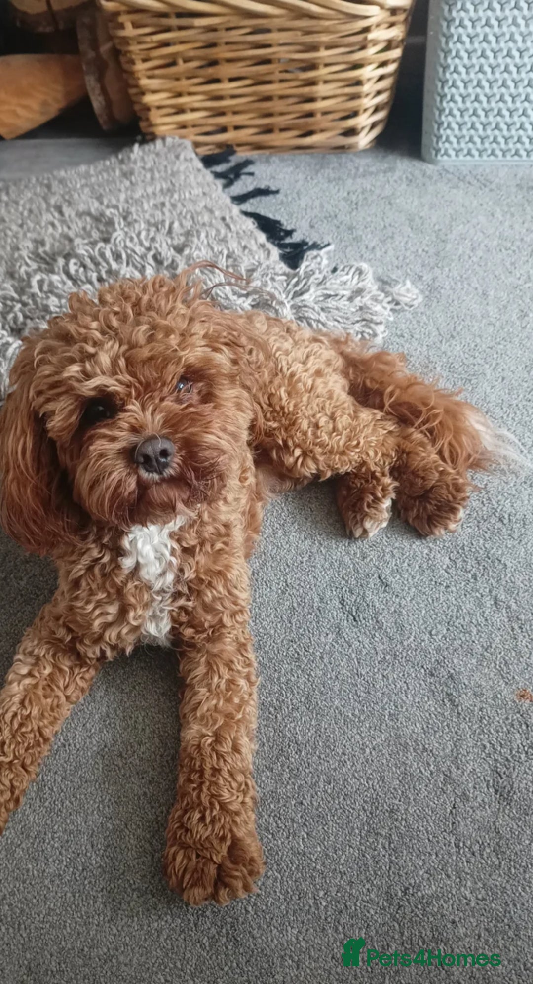Cavapoo dogs for sale: F2 cavapoo puppies for sale - Advert 16