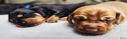 Dachshund dogs for sale: Beautiful Miniature Dachshund - Advert 34