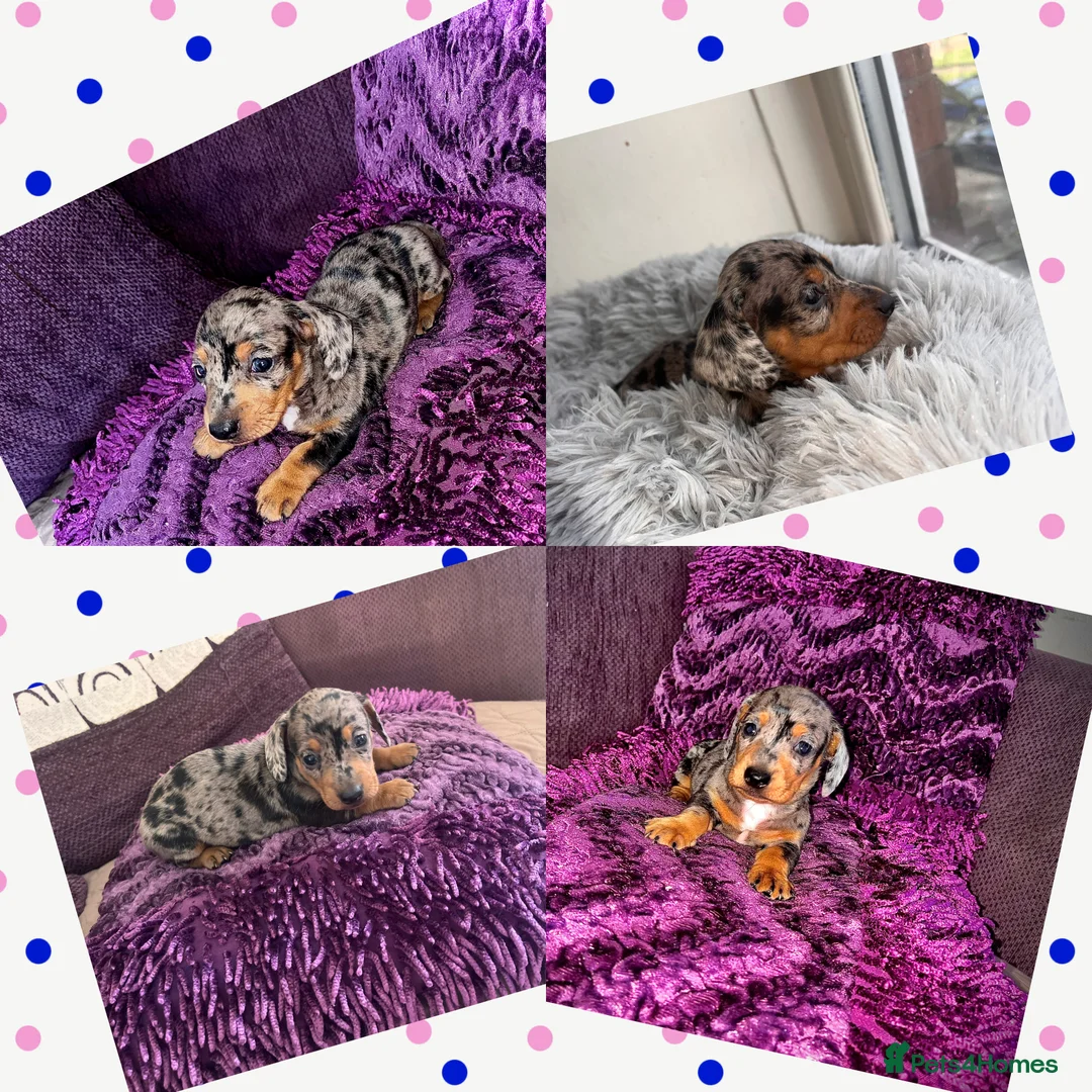 Miniature Dachshund dogs for sale: 🥰🐶MINIATURE DACHSHUND PUPPIE🥰🐶 - Advert 1