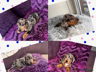 Miniature Dachshund dogs 🥰🐶MINIATURE DACHSHUND PUPPIE🥰🐶 - Advert 2