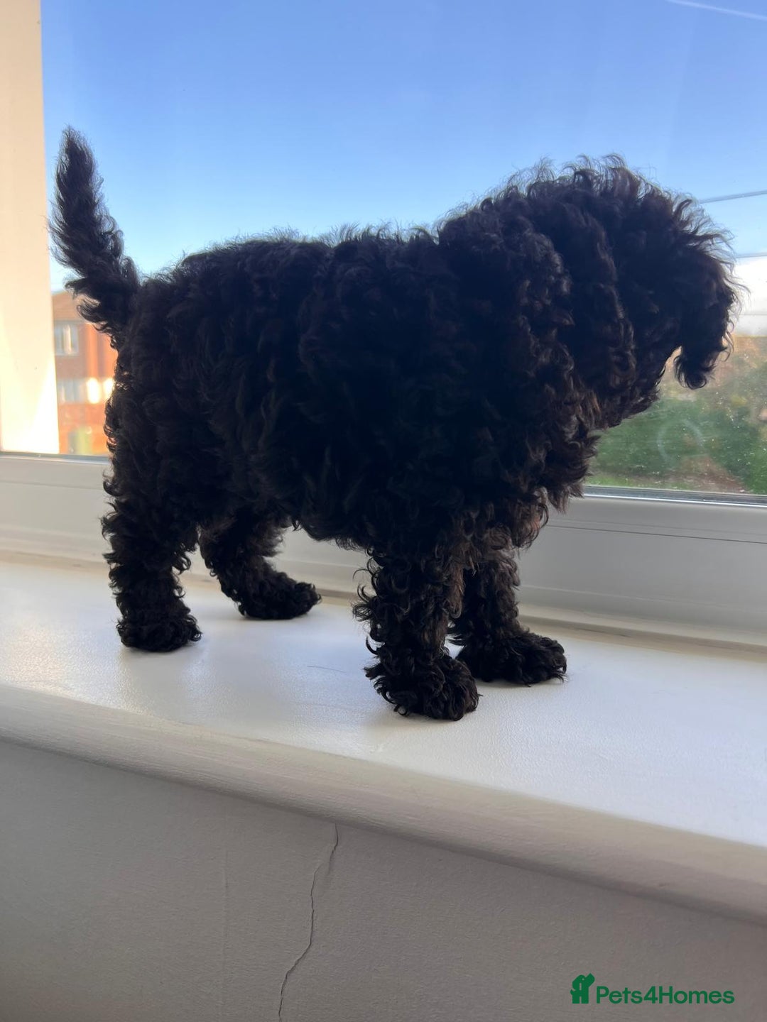 Toy Poodle dogs for sale: Toy Poodle (1 boy left to find their home) - Advert 12