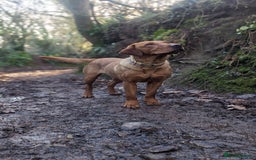 Labrador Retriever dogs for sale: KC Registered Working Labradors - Image 4