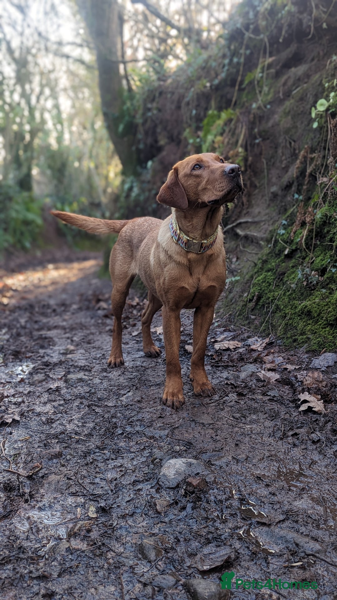 Labrador Retriever dogs for sale: KC Registered Working Labradors - Image 4