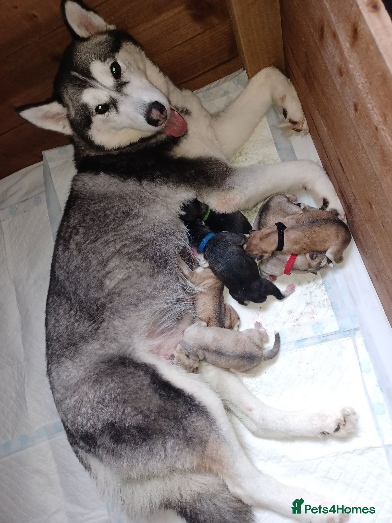 Siberian Husky dogs 🩵Exceptional siberian husky puppies🩵 - Advert 1