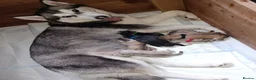 Siberian Husky dogs for sale: 🩵Exceptional siberian husky puppies🩵 - Advert 1