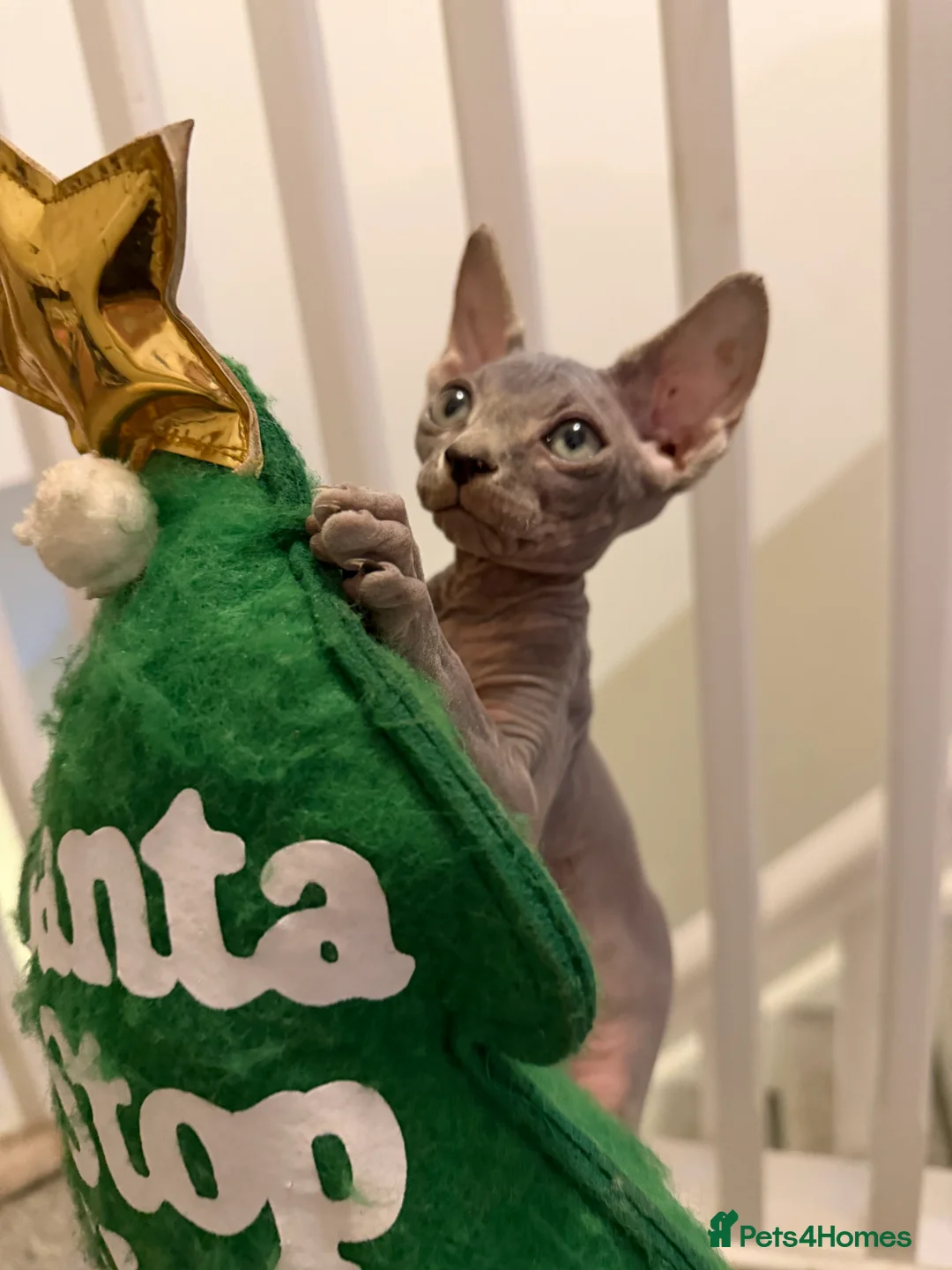 Sphynx cats for sale: Tica Registered Sphynx Kitten - 2 Boys available  - Advert 2