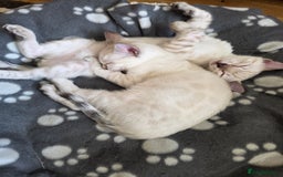 Bengal cats for sale: SNOW LYNX BENGAL KITTENS  - Image 5