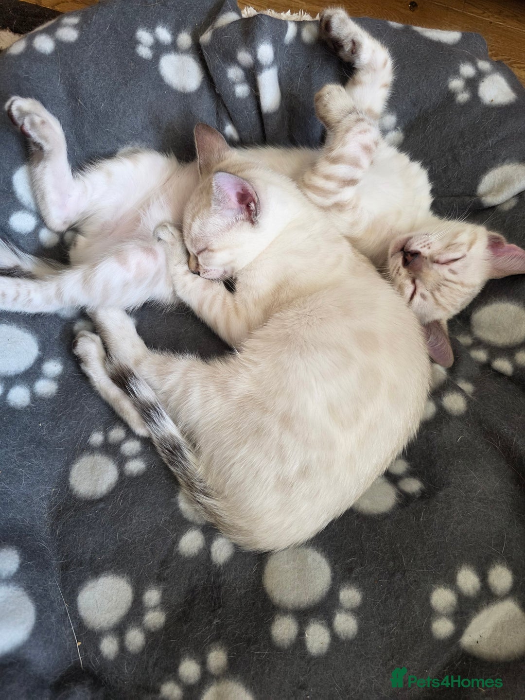 Bengal cats for sale: SNOW LYNX BENGAL KITTENS  - Image 5