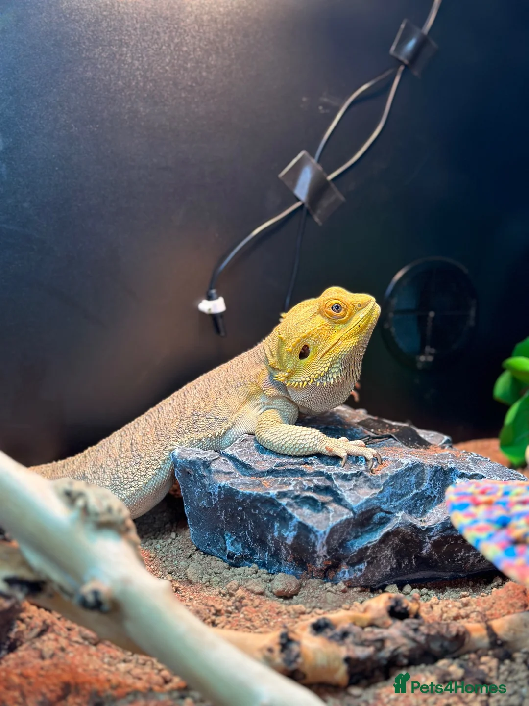 Bearded Dragon reptiles for sale: Bearded Dragon with 6ft Viv - Advert 2