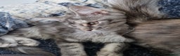 Maine Coon cats for sale: Gorgeous maine coon babies - Advert 20