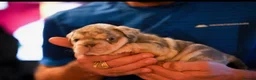 French Bulldog dogs for sale: Fluffy  **  French Bulldogs Puppy - Advert 31