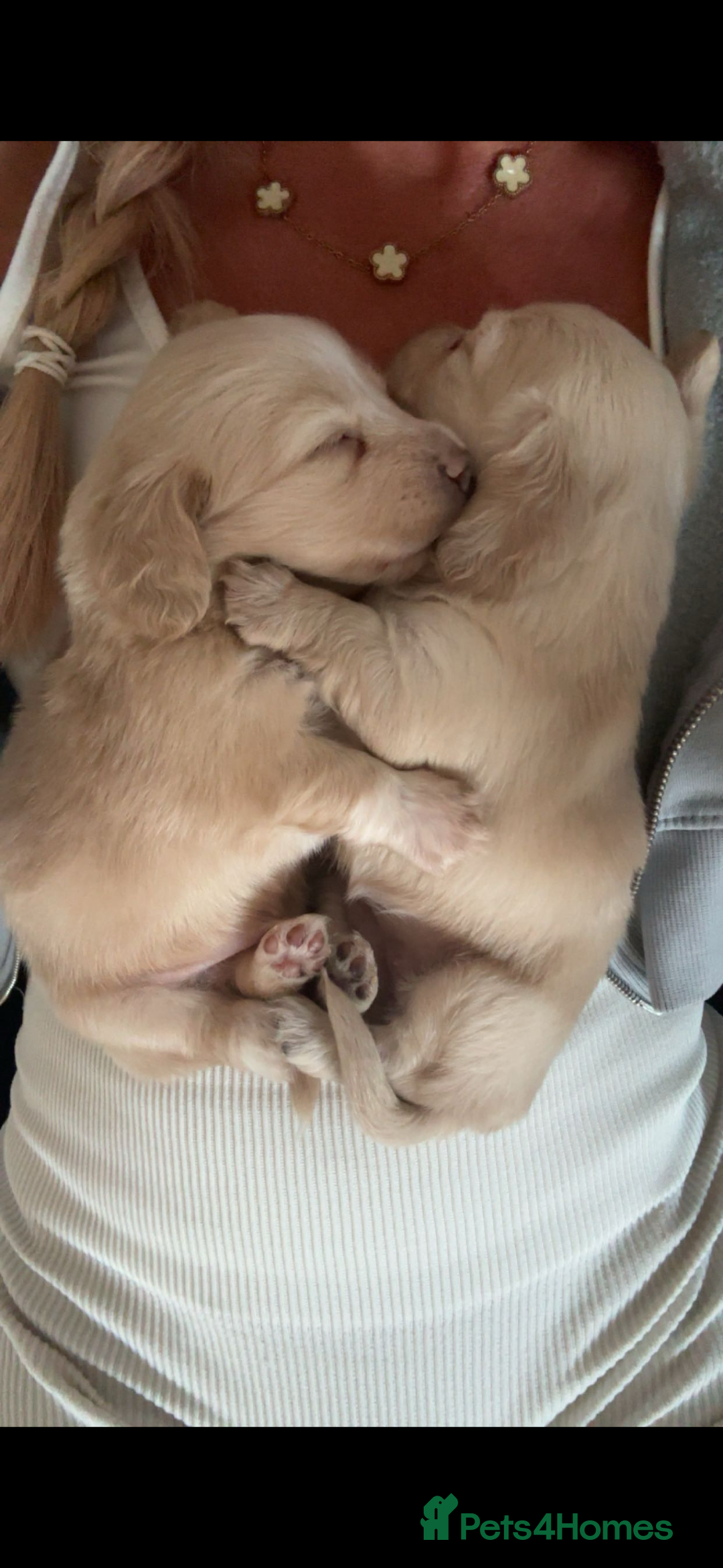 Miniature Dachshund dogs for sale: 2 Beautiful cream dachshunds  - Image 5