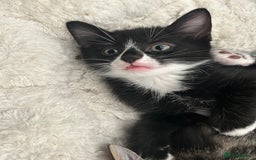 Mixed Breed cats for sale: Litter of 6 beautiful kittens - Image 5