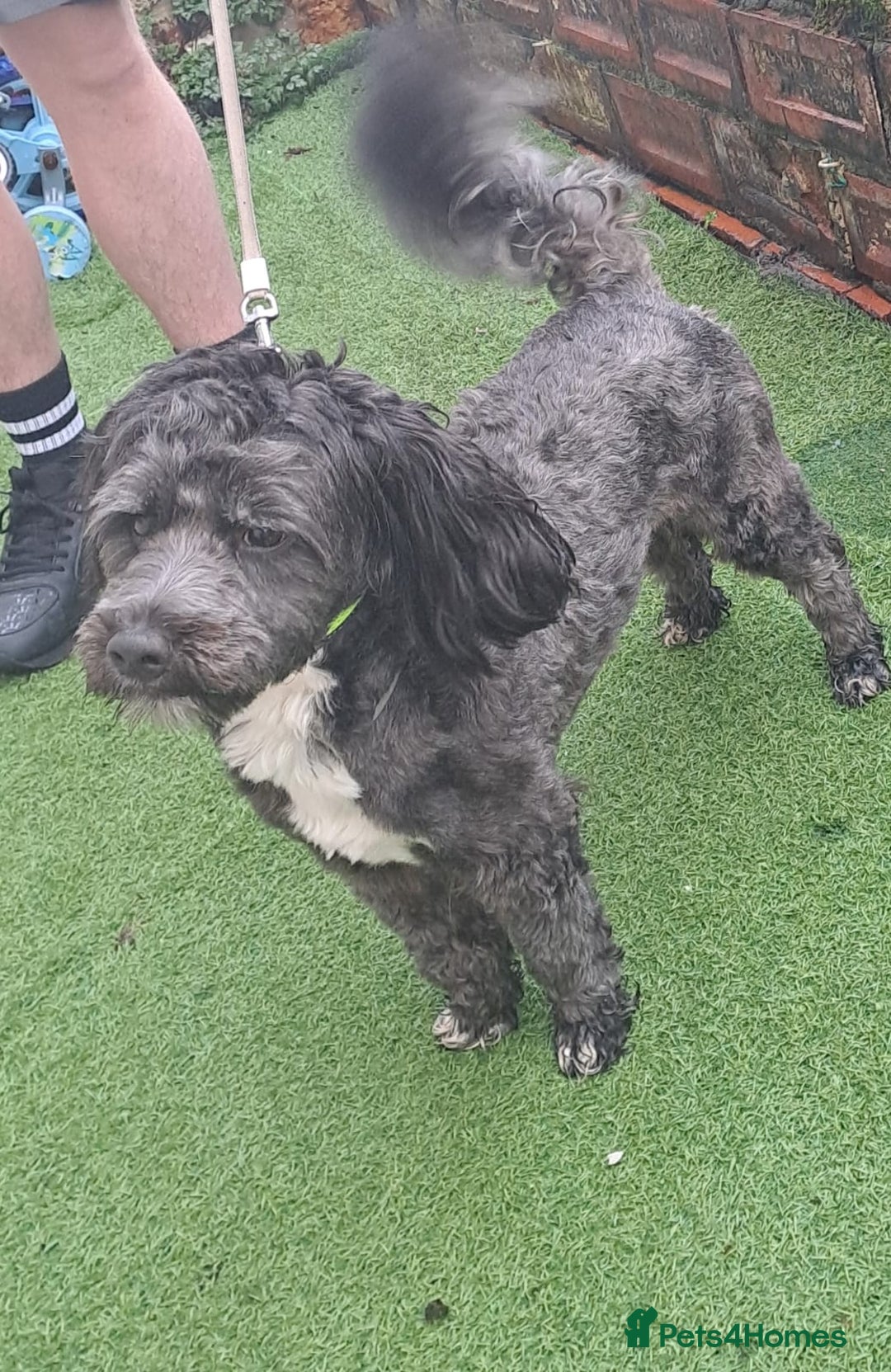 Lhasapoo dogs for sale: Beautiful lhasapoo boy  - Advert 8