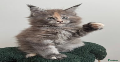 Maine Coon cats - Advert 14