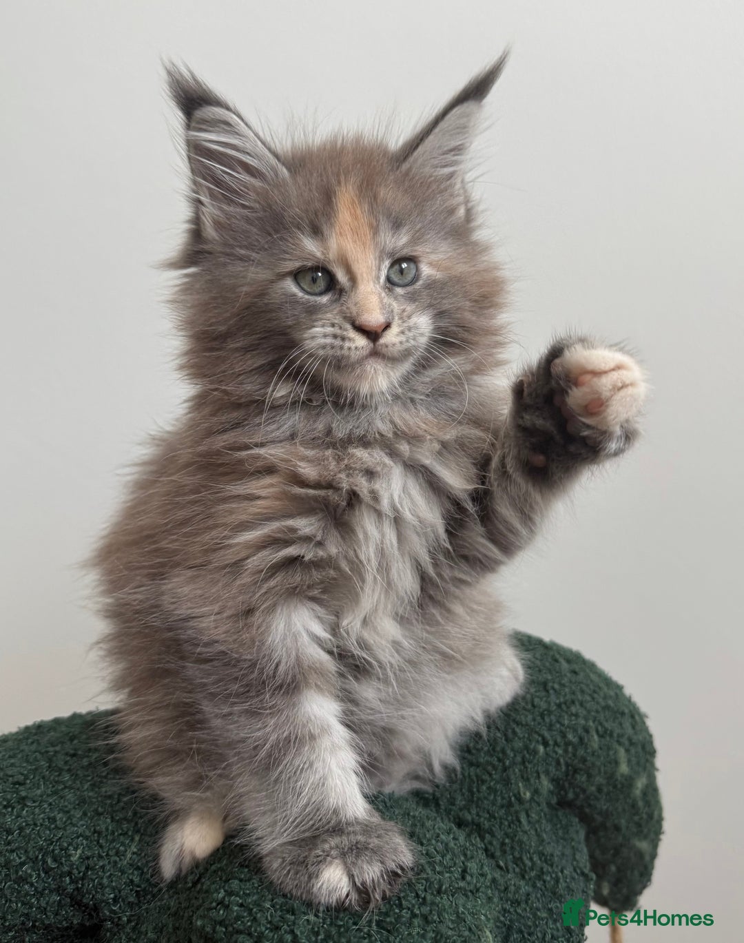 Maine Coon cats for sale: Ready for reservation 🥰 - Image 3