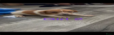 Jack Russell girl 2