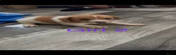 Jack Russell dogs for sale: Jack Russell puppy’s  - Advert 12