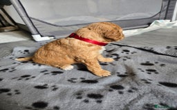 Mixed Breed dogs for sale: Litter off 8 girls f2 cockapoos  - Image 3