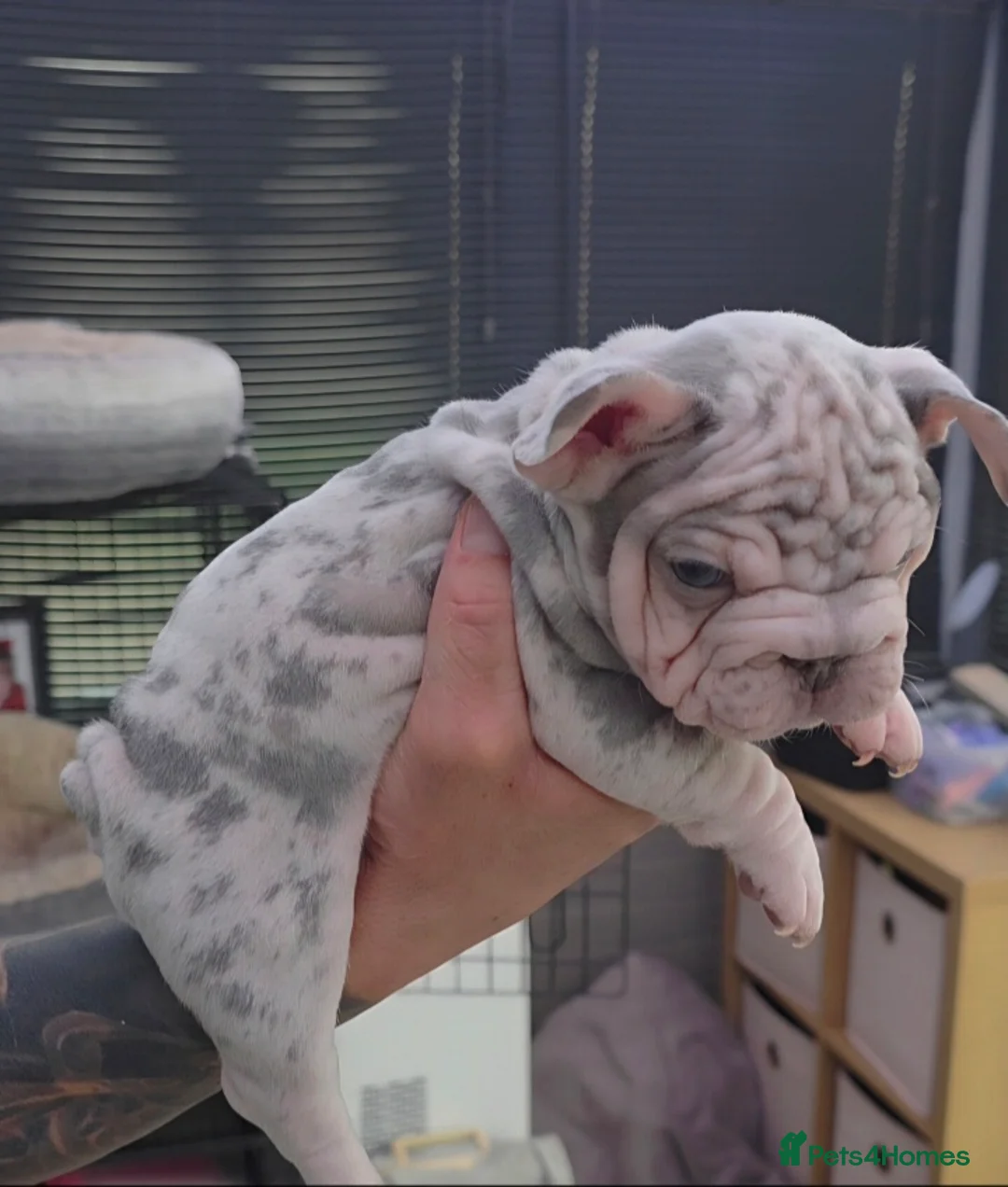 French Bulldog dogs for sale: 🔥Absolutely Stunning Velvet French Bulldog Pups🔥 in Chorley - Advert 1