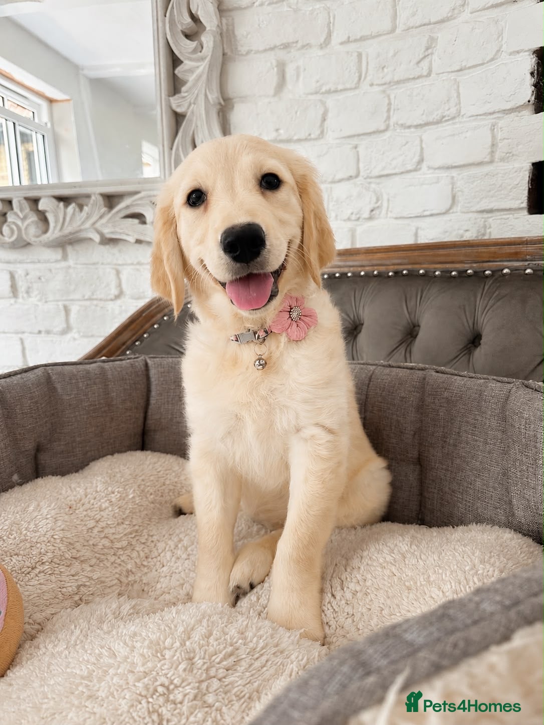 Golden Retriever dogs Golden Retriever Puppy - Advert 2