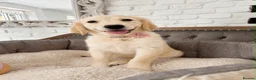 Golden Retriever dogs for sale: Golden Retriever Puppy - Advert 2