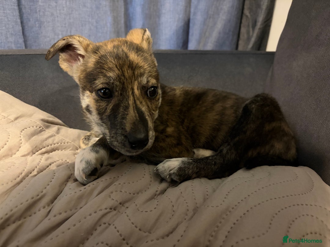 Mixed Breed dogs for sale: 4 months old puppy - Advert 3