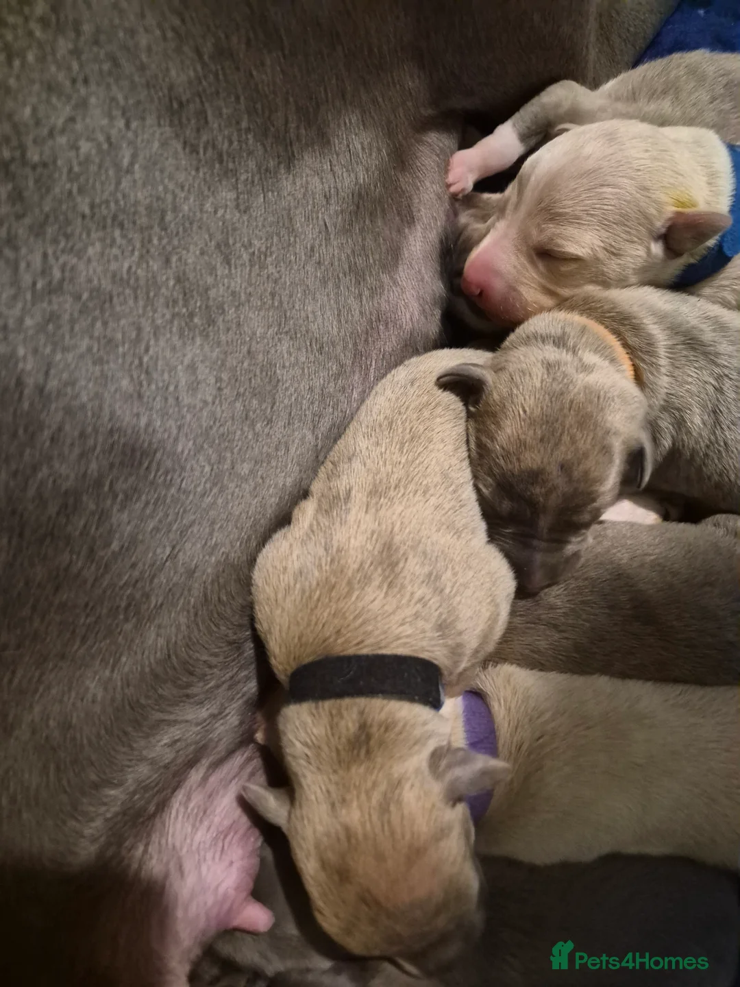 Whippet dogs for sale: KC Whippet Puppies - Champion Lines - Advert 6