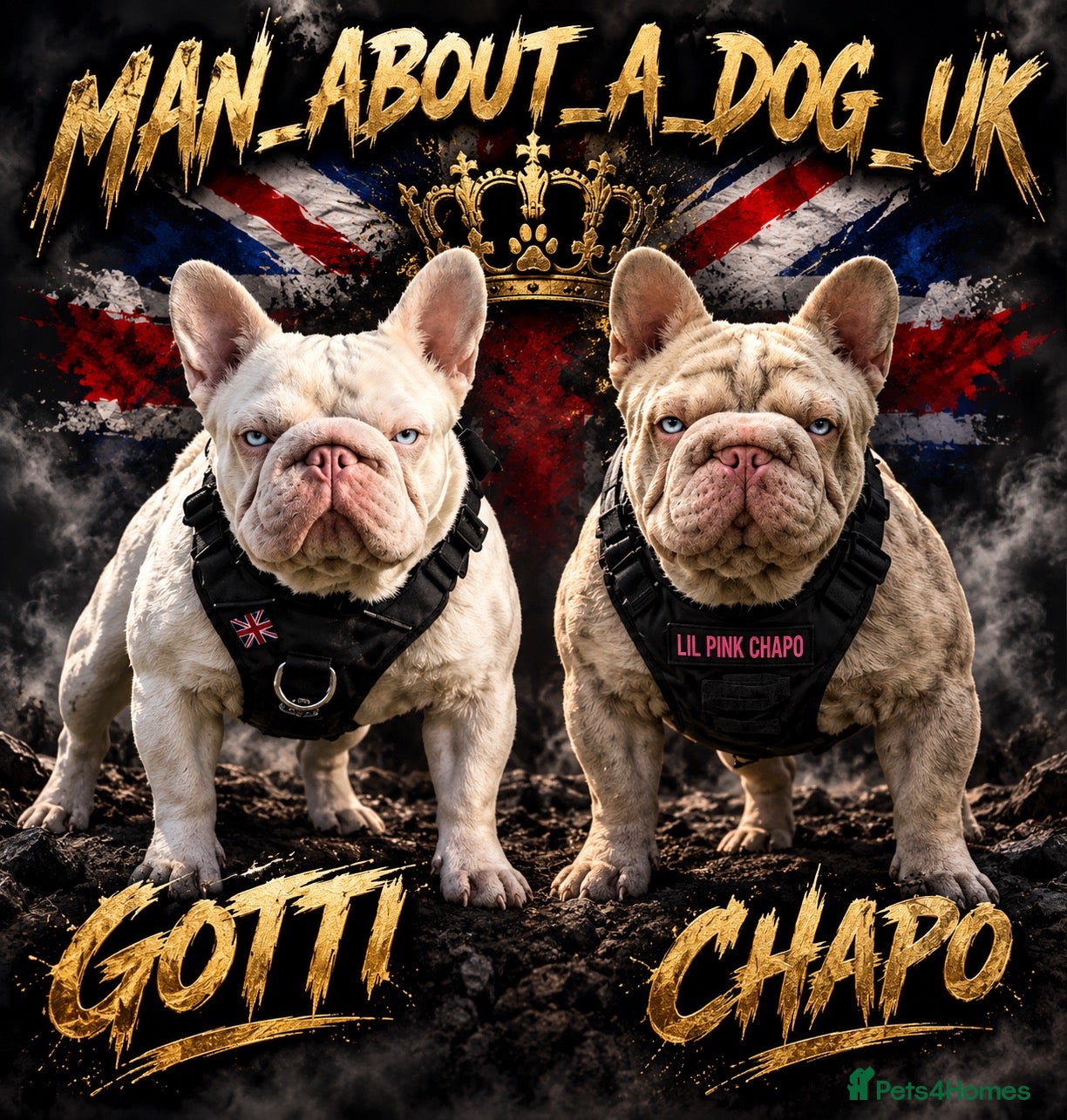 French Bulldog dogs Baby meets Gotti  - Advert 2