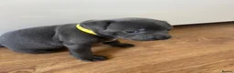 Staffordshire Bull Terrier dogs for sale: Stunning KC registered Staffy puppies 💙💙🩷🩷🩷 - Advert 23