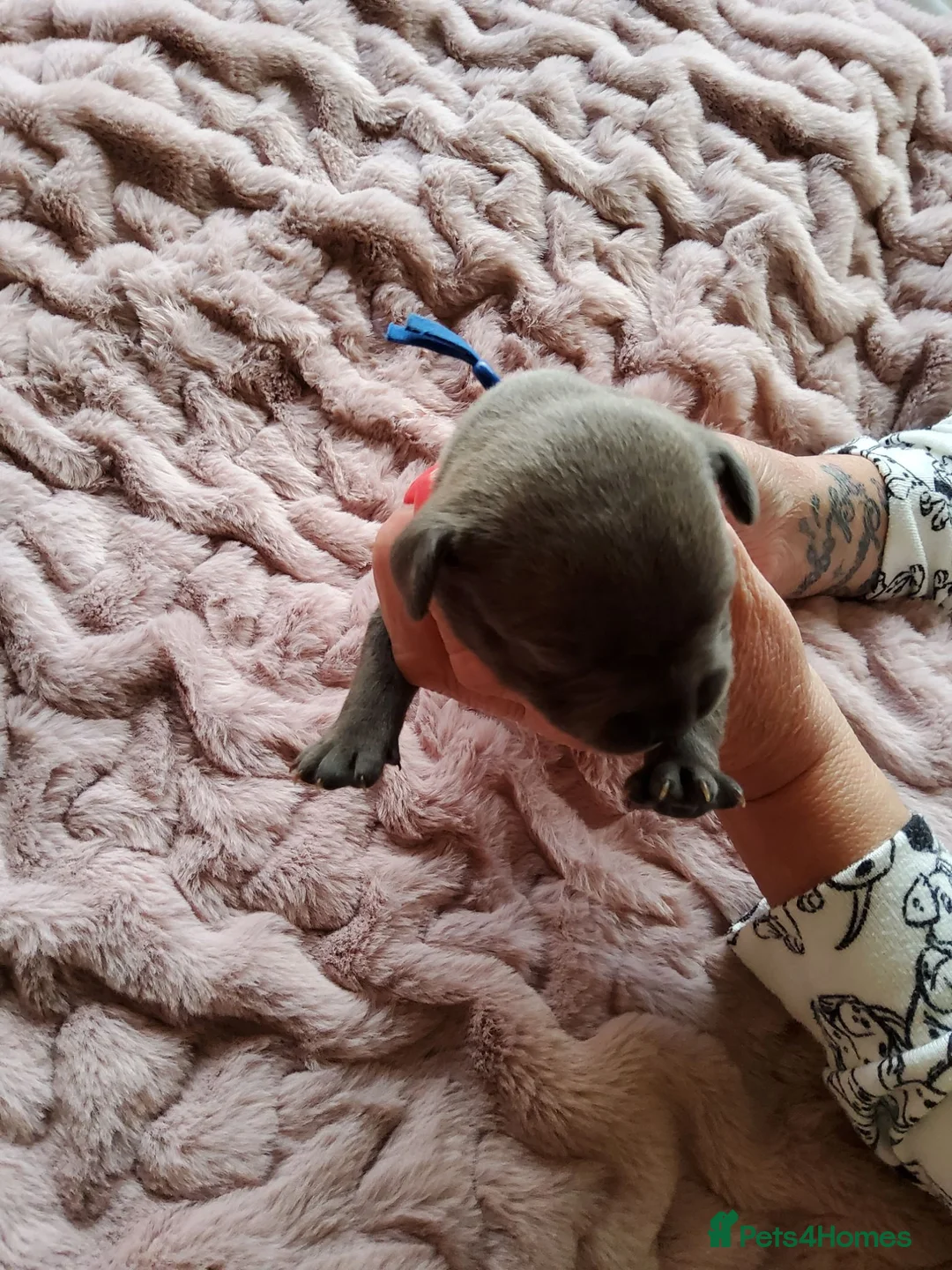 Staffordshire Bull Terrier dogs for sale: Perfect Staffordshire bull terrier puppies  - Advert 10