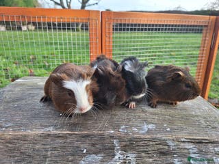 Guinea Pig rodents RESERVED Male Guinea Pigs x 4 - Advert 21