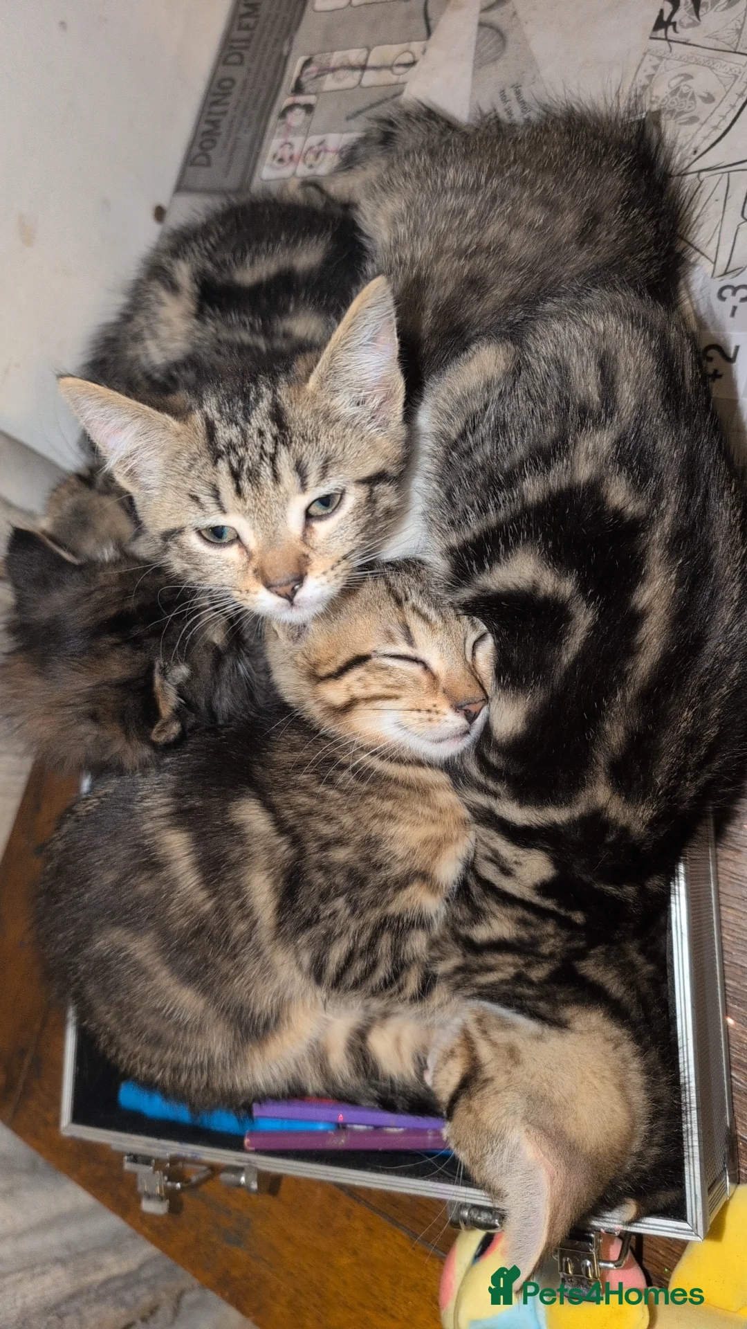 Mixed Breed cats for sale: 4 gorgeous boys  - Advert 1
