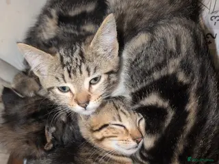 Mixed Breed cats 4 gorgeous boys - Advert 1