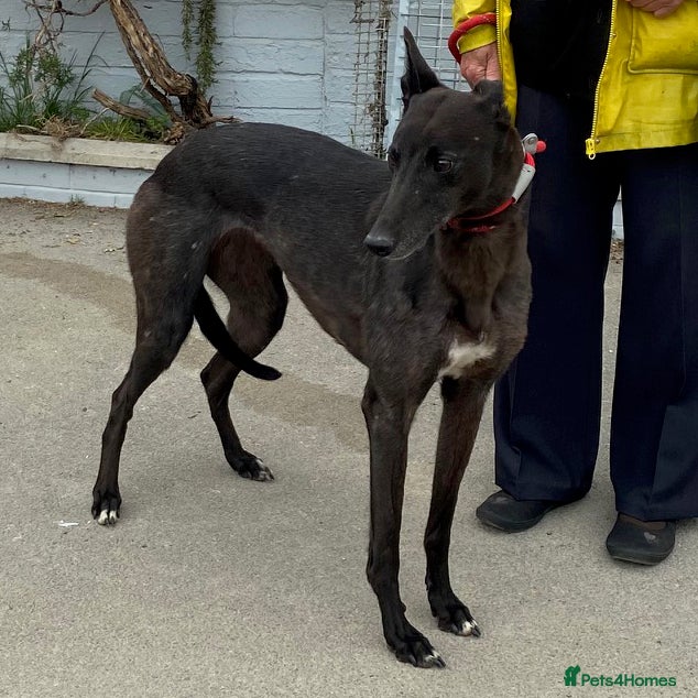 Greyhound dogs Sweet Bella wants a new forever home - Advert 16
