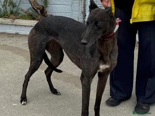 Greyhound dogs Sweet Bella wants a new forever home - Advert 16