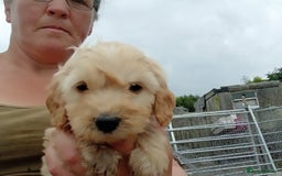 Cockapoo dogs for sale: Cockapoo pups  - Image 6