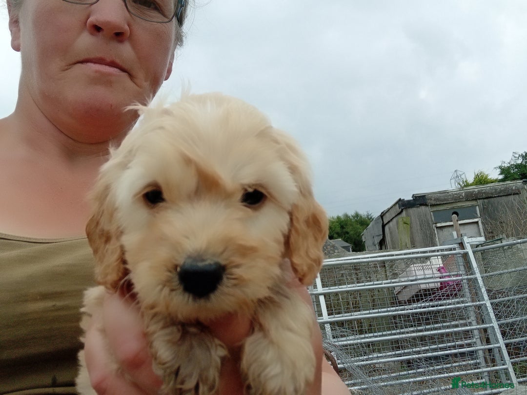 Cockapoo dogs for sale: Cockapoo pups  - Image 6