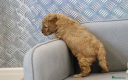 Cavapoochon dogs for sale: Cavapoochon puppies for sale - Advert 28