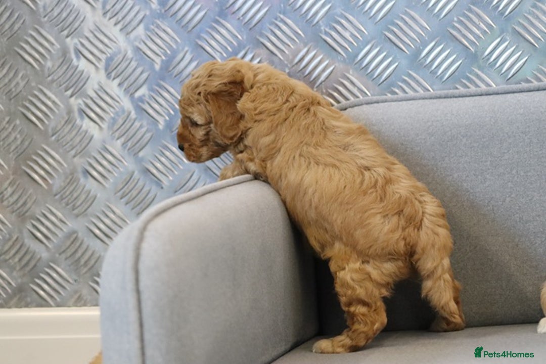 Cavapoochon dogs for sale: Cavapoochon puppies for sale - Advert 28